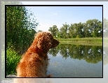 Jeziorko, Spaniel, Cocker